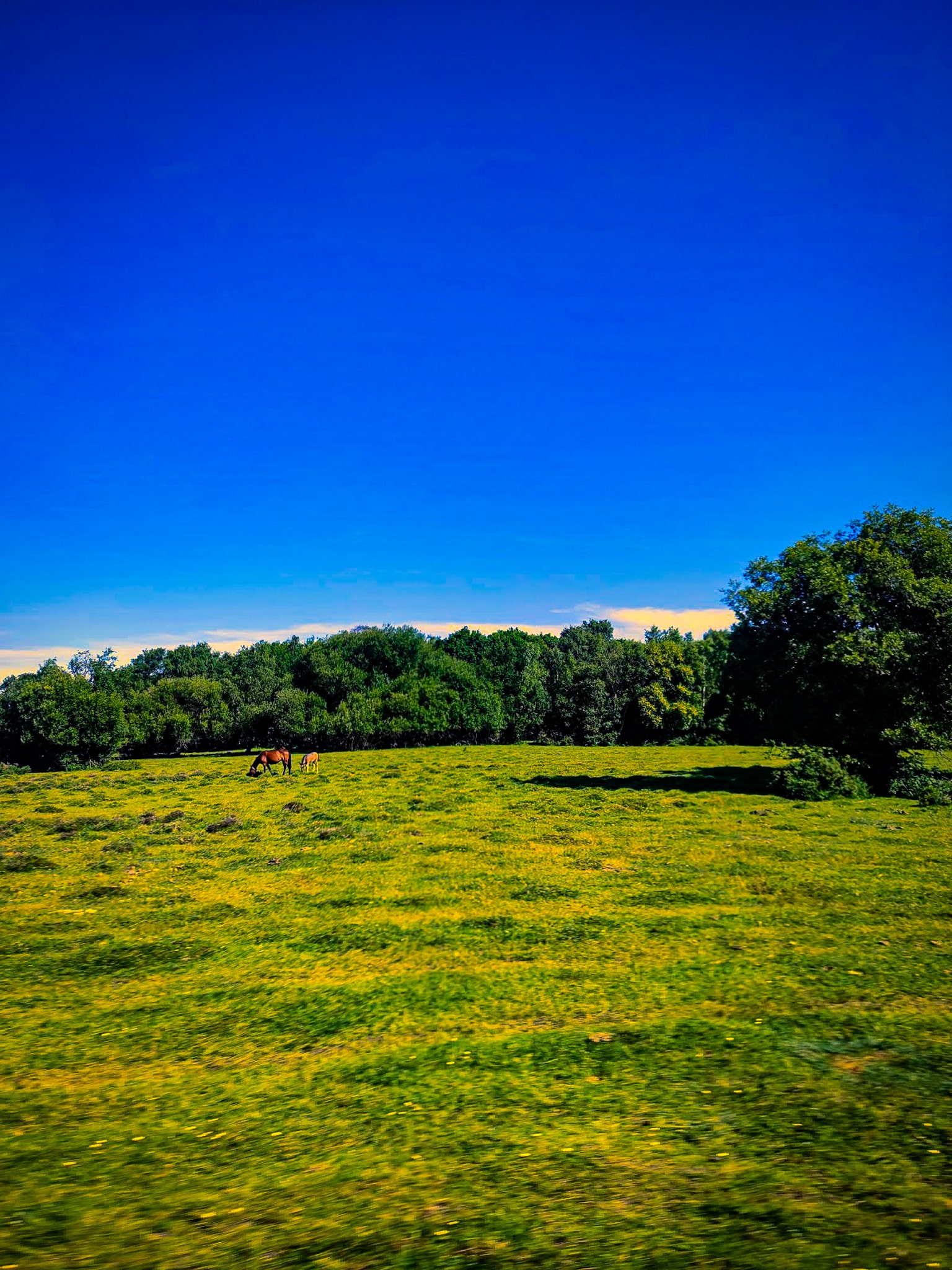 New Forest Brockenhurst, Hampshire