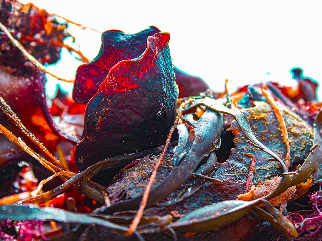 Piece of Seaweed Hengistbury Head Beach Dorset