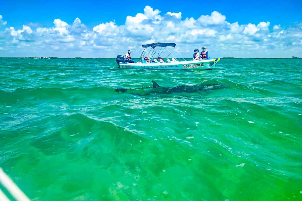 Wild Dolphin Tulum Mexico