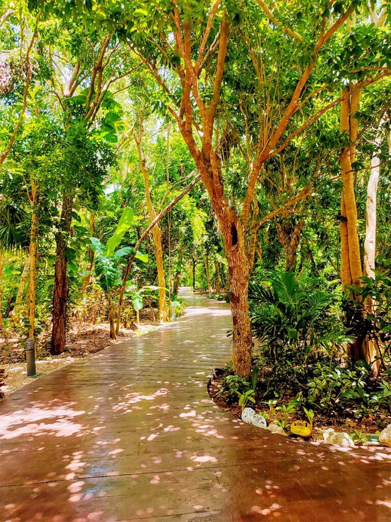 El Dorado Seaside Suites Jungle Pathway
