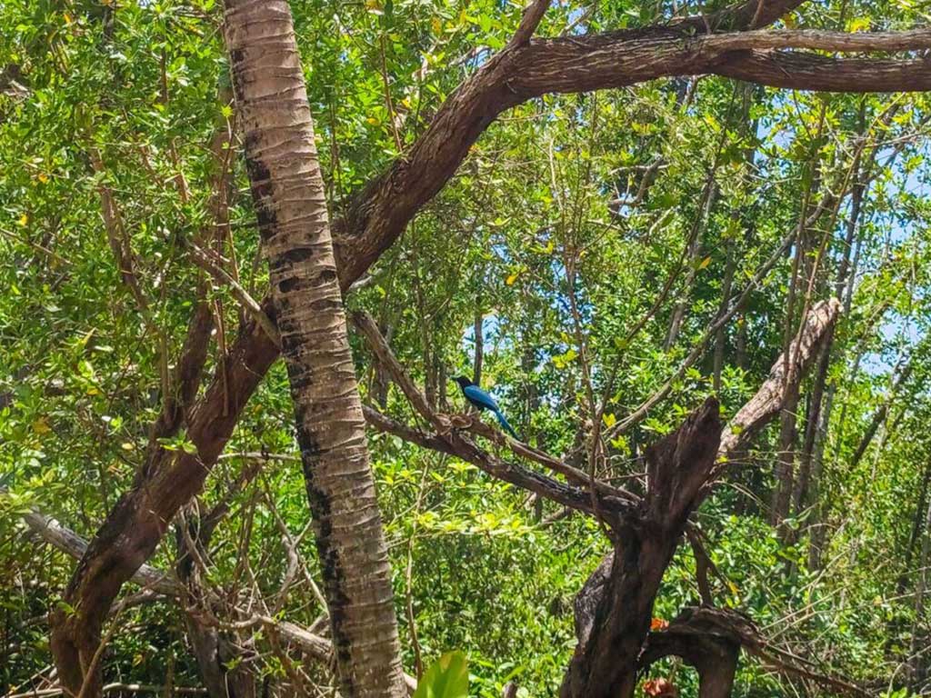 Blue Chel in the Riviera Maya Jungle, Mexico