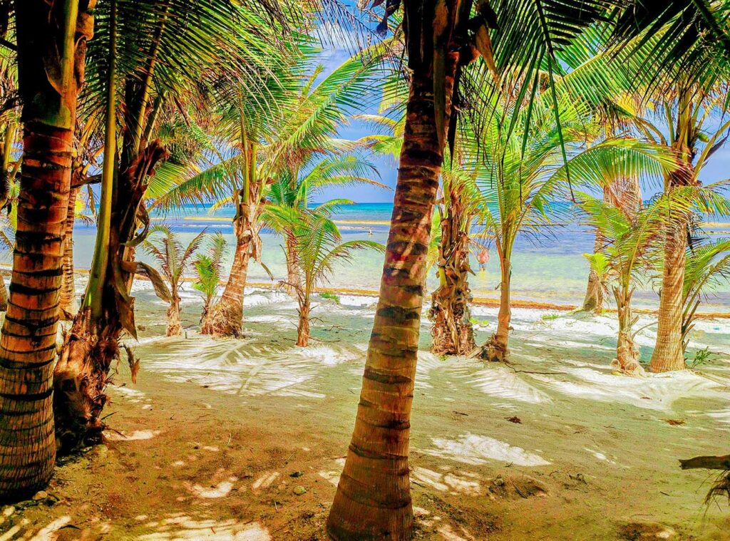 Palm Trees at the Beach at El Dorado Seaside Suites