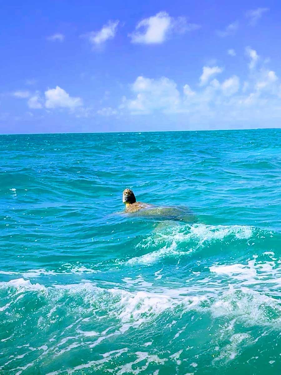 Watch Wild Sea Turtles in Mexico on a Sian Kaan Tour