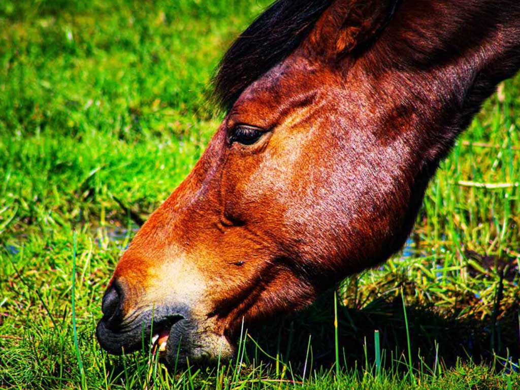 Wild Horse eating grass