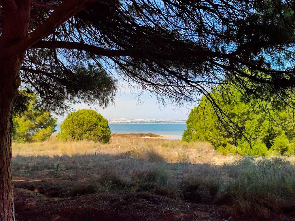 Aleppo Pine Trees Torrevieja Spain