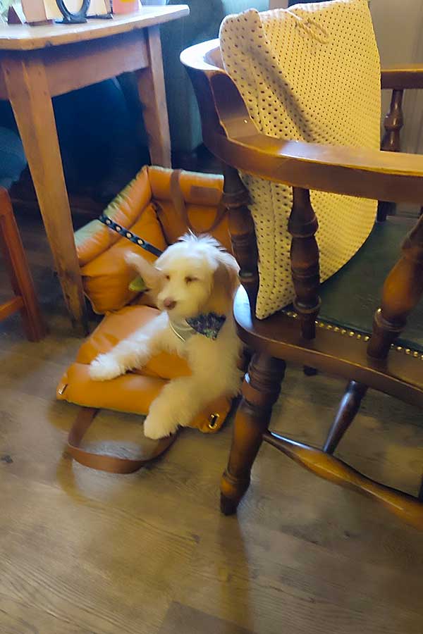 Dog in pub